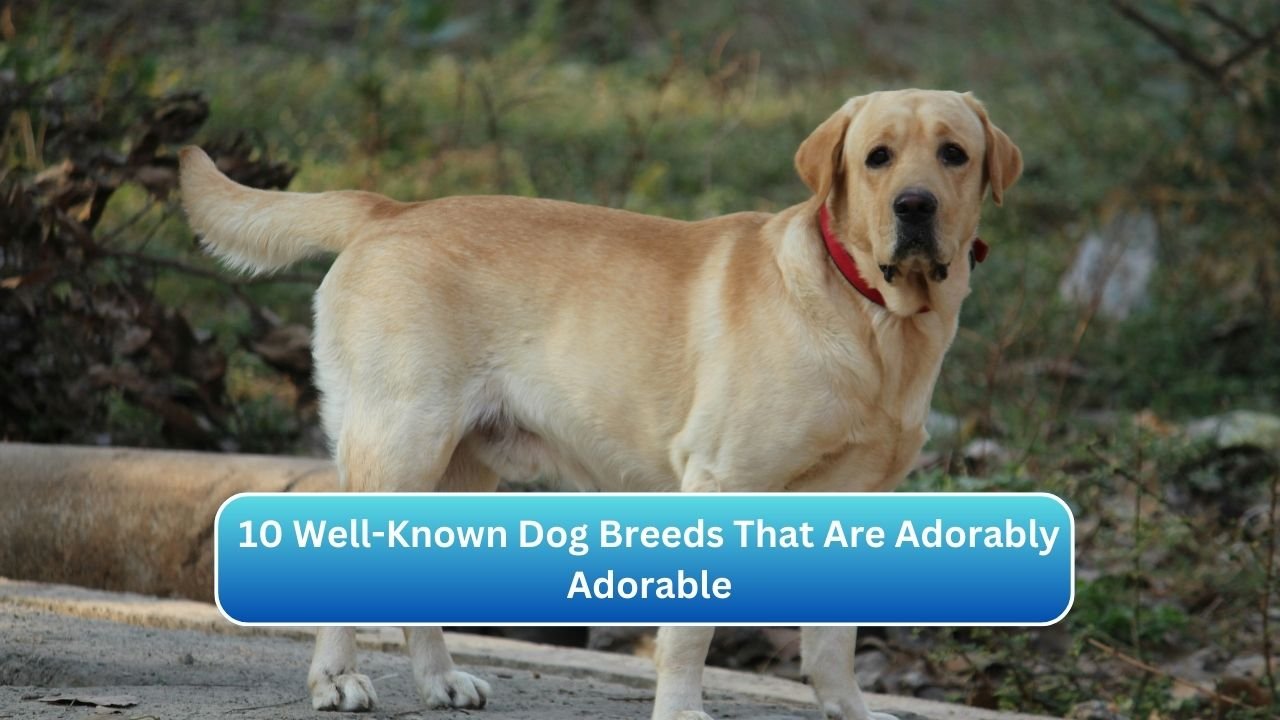 10 Well-Known Dog Breeds That Are Adorably Adorable