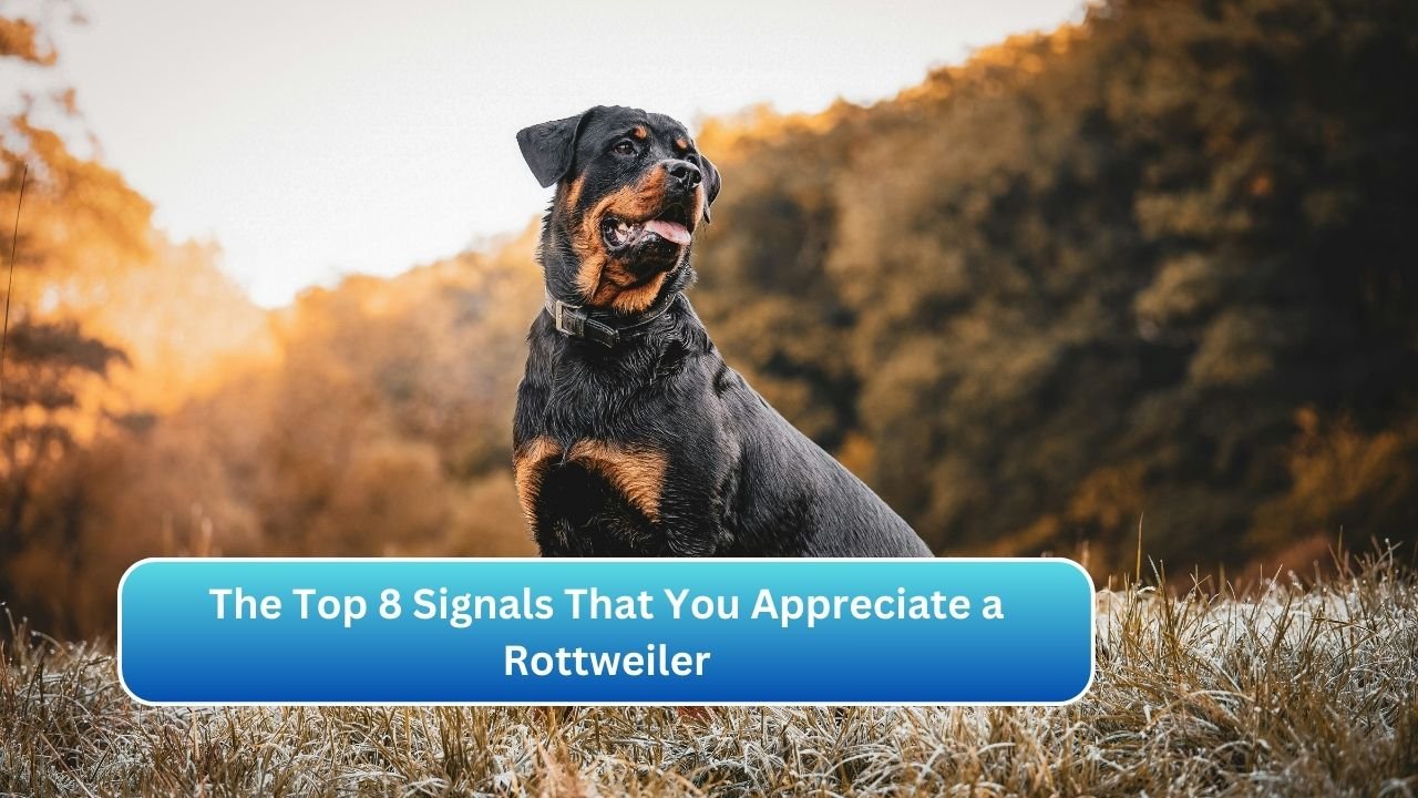 The Top 8 Signals That You Appreciate a Rottweiler