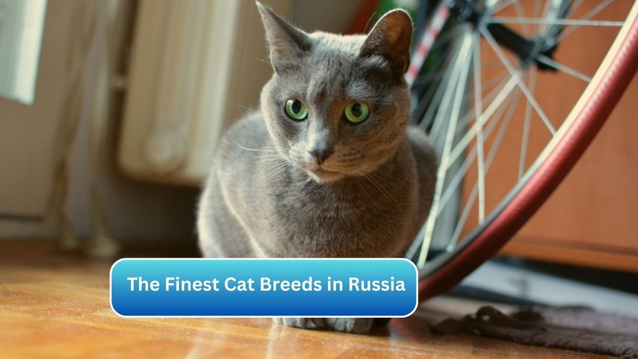 The Finest Cat Breeds in Russia