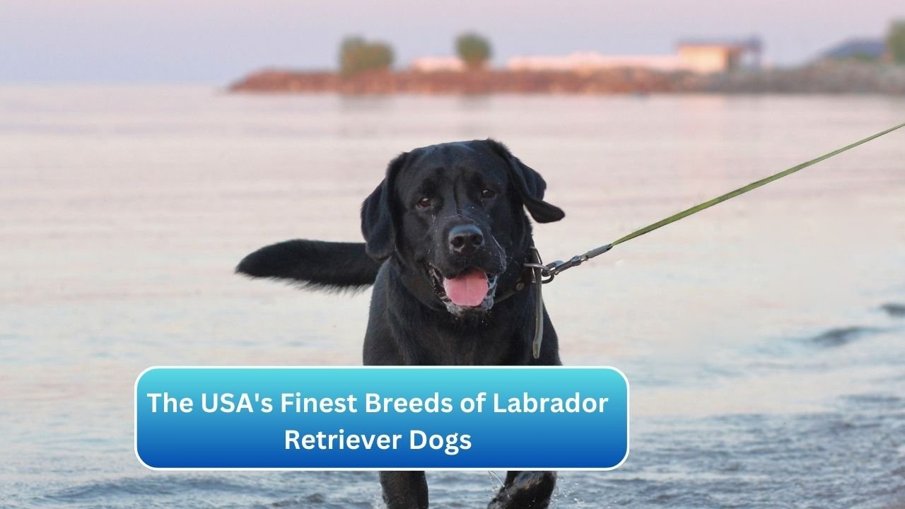 The USA's Finest Breeds of Labrador Retriever Dogs