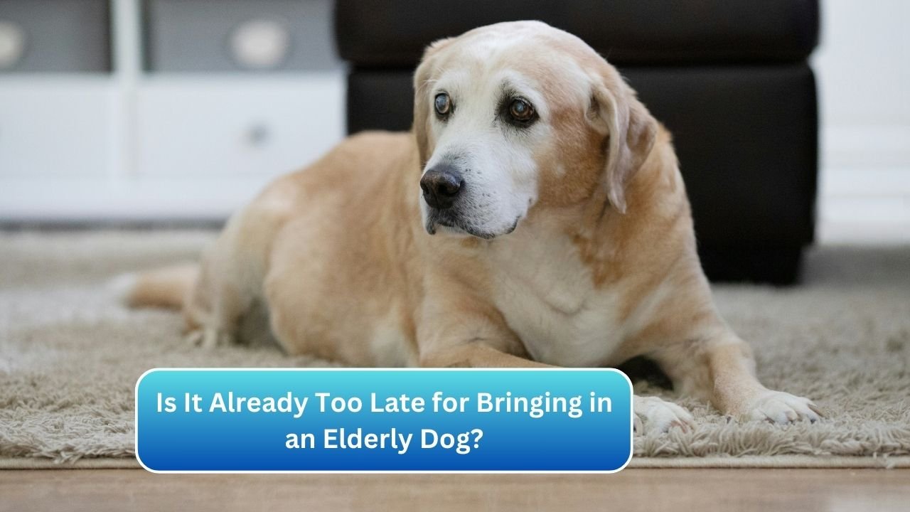 Is It Already Too Late for Bringing in an Elderly Dog?