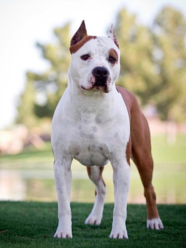 Uncover Opportunities Factors of Violence in American Staffordshire Terriers