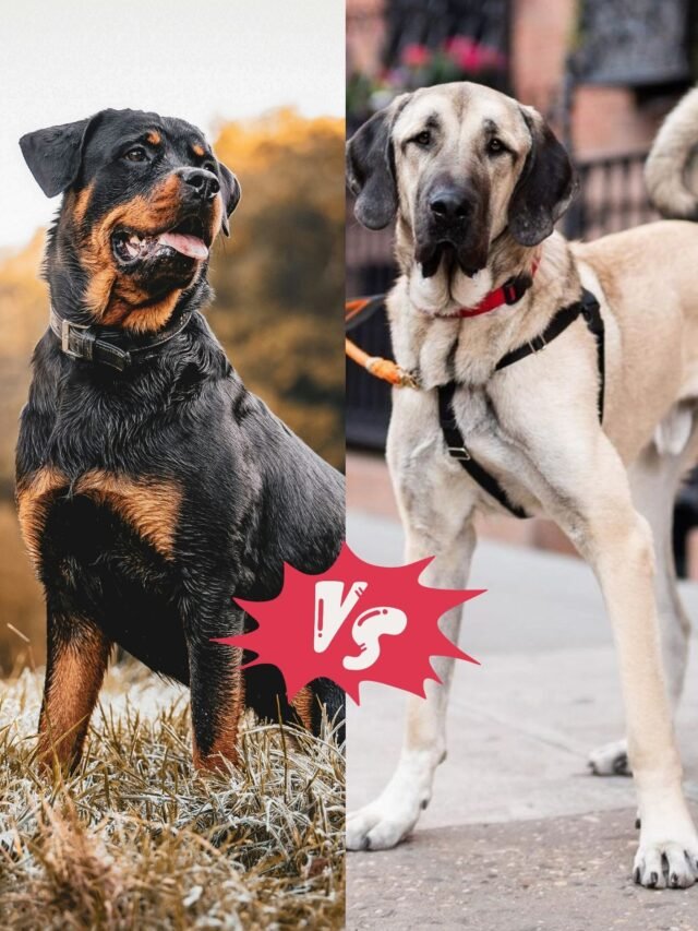 Anatolian Shepherd vs. Rottweilers Terrier - astonpalace.com