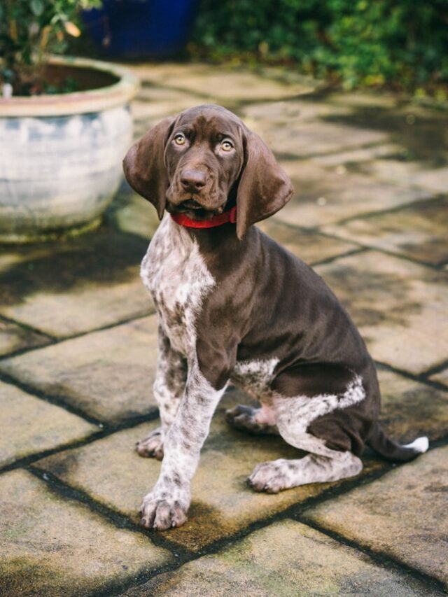 German Shorthaired Pointer Poodle Mix: Everything About the Breed