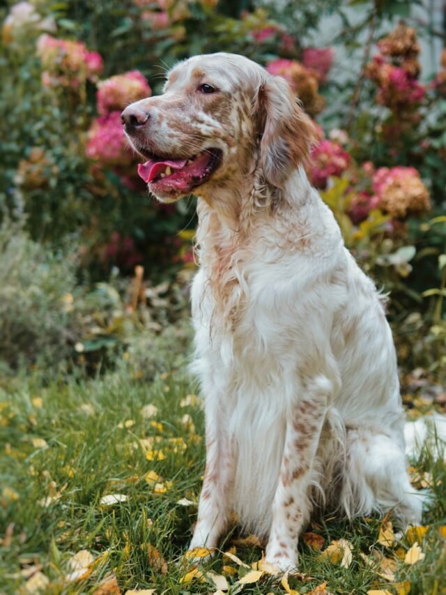 Considering the English Setter’s Energetic Nature