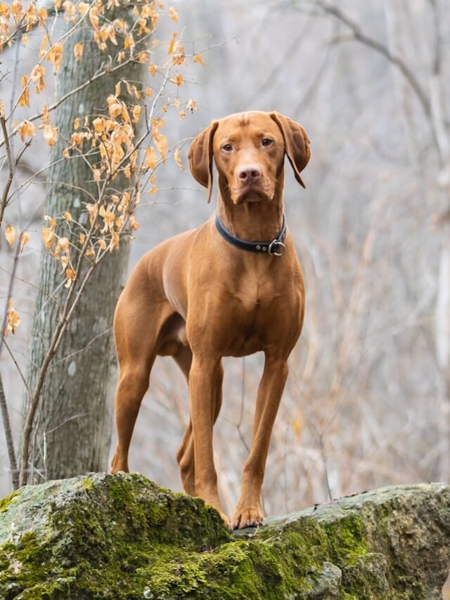 The History and Origins of the Vizsla Breed
